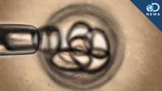 First Cloned Human Embryos Yield Stem Cells [upl. by Macdougall]