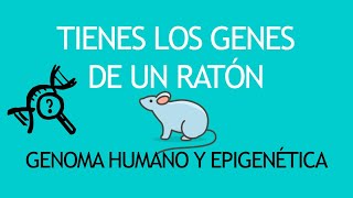 🧬 ¿QUÉ ES la EPIGENÉTICA y qué relación tiene con el proyecto del Genoma humano Salud Longevidad [upl. by Digdirb]