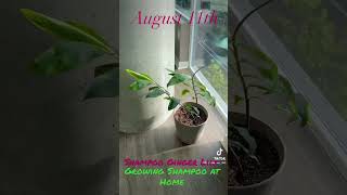 How its Going with My Shampoo Plant  DIY Shampoo Ginger Lily Plant [upl. by Corson]