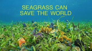 Marine Plants Can Save the World  Part 1 Seagrass [upl. by Alesiram943]