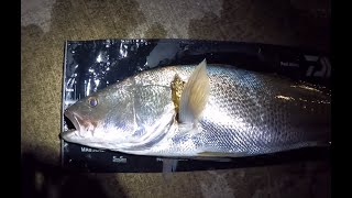 101cm mulloway from West Lakes [upl. by Bolger]