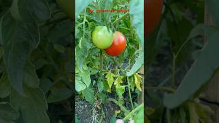 My Garden Update In USA🍅🥒🥬🌶 [upl. by Katalin]