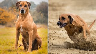 Rhodesian Ridgeback The Popular Dog Breed In The World [upl. by Brufsky]