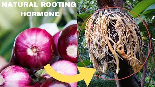 CHEAP amp EASY Onion as a natural rooting hormone root stimulant in air layering propagation [upl. by Nnylav817]