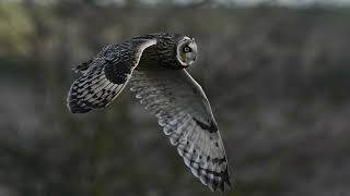 short eared owls 🦉 at wallasea island [upl. by Aihcrop316]