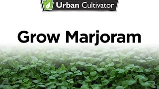 How To Grow Marjoram Indoors  Urban Cultivator [upl. by Thurston770]