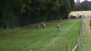 Deerhounds Lure Coursing [upl. by Terr277]