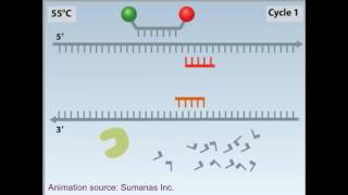 rtPCR animation [upl. by Leavelle597]