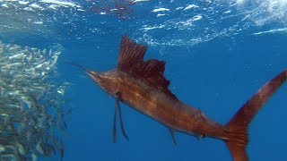 Sailfish Are Master Hunters  Planet Earth  BBC Earth [upl. by Alben]