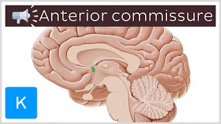 Anterior commissure  Anatomical Terms Pronunciation by Kenhub [upl. by Ohs]