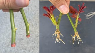 How to take rose cuttings that few people know [upl. by Yeldoow512]