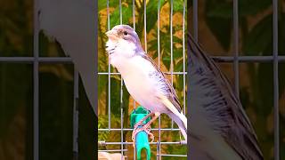 تغريد طائر الكناري هائج Canary bird singing [upl. by Maxma507]