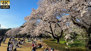 【Cherry blossoms】SAKURA in TOKYO 2024 Under the cherry blossoms with Loved one 東京で遅い桜の満開 桜 [upl. by Nollahp]