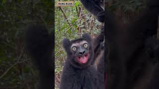 LEMUR memanggil temannya animals faktaunik fyp fakta lemur short shortvideo [upl. by Sregor487]