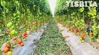 Cultivando Saberes 15 Proceso de producción agrícola del tomate y pimentón [upl. by Alfredo]