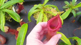 Nepenthes hybrid program December 2017 pt 1 [upl. by Alexi285]