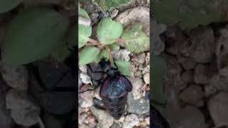 Blister beetle 3 lunacounty nature chihuahuandesert wildlife newmexico beetle insect [upl. by Cha]