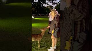 Night Time Nara Park deer 🦌 in japan￼ [upl. by Enohsal]