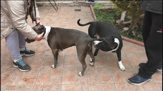 Амстаффы Оззи и Санта Знакомство American Staffordshire Terrier [upl. by Aztirak]