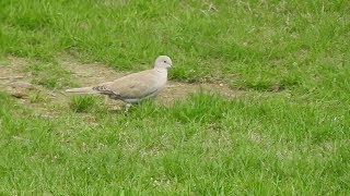 Il Canto della Tortora dal collare e piccole cinciallegrebirds nature [upl. by Maurits]