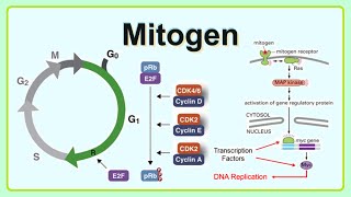 mitogen [upl. by Sillsby]