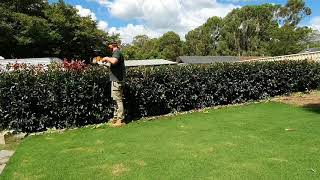 Photinia Hedge  Hedging tips [upl. by Ahidam889]