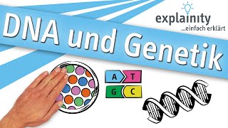 DNA und Genetik einfach erklärt explainity® Erklärvideo [upl. by Kit102]