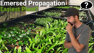 How To Propagate The EASIEST Aquarium Plant Emersed FAST [upl. by Etnahs]