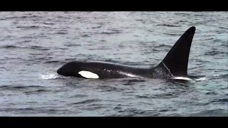 Chris Fishing and Whale Watching Monterey California [upl. by Bergen]