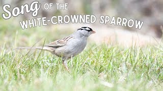 Song of the Whitecrowned Sparrow [upl. by Yhtorod]