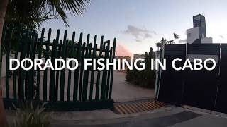 Surf Fishing for Dorados in Cabo San Lucas  Pacific Side Adventures 🎣🌊 [upl. by Netsrak]