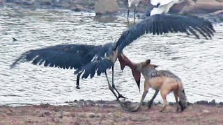 Jackal Kills Stork in an Epic Battle [upl. by Mosley444]