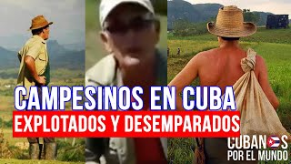 Ser campesino en Cuba explotados y desamparados quotla razón por la que no hay ganadería en Cubaquot [upl. by Dahraf]