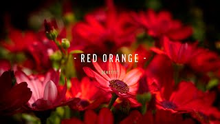 Senetti® Red Orange Sene Igonii [upl. by Edbert]