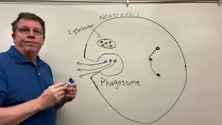 Phagocytosis Neutrophils amp Macrophages [upl. by Froh528]