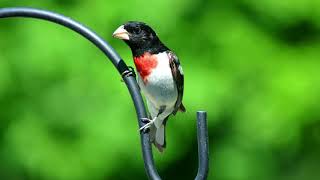 Rosebreasted Grosbeak song beautiful Rosebreasted grosbeak call HD Rosebreasted grosbeak sound [upl. by Aneej609]