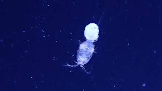 Copepods [upl. by Haldes295]