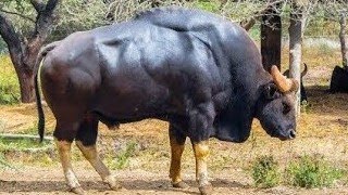 Biggest And Most Deadliest Indian bison Gaur In The World [upl. by Aicatsue341]