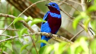 Crejoá  Cotinga Maculata   Na RPPN Estação Veracel  Porto Seguro  Ba [upl. by Kilah]