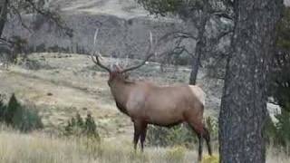 Bull Elk Bugle [upl. by Shirline]