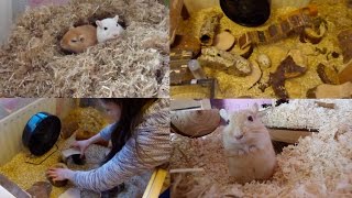 How to Set Up a Gerbil Home [upl. by Chappy401]