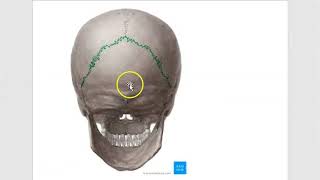 Anatomy 301 Fibrous Joints Classify Suture Skull Syndesmosis Gomphosis Tooth Solved Question Paper [upl. by Nywles]