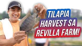 Tilapia Harvest sa Aming Family Farm Hacienda Azucena  Ramon Bong Revilla Jr Vlogs [upl. by Neetsirk]