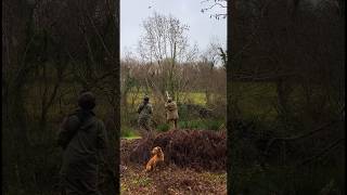 Incoming One of my all time favourite videos of Otter the labrador at work for all your newbies [upl. by Lledor]