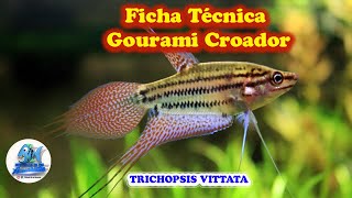 Ficha Técnica Gourami Croador TRICHOPSIS VITTATA [upl. by Walton120]