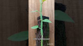 Cissus plants shortvideo shorts nature love naturaleza indoorplants [upl. by Kaule]