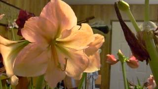 Amaryllis 15 different hybrid blooms of Hippeastrum [upl. by Nosnar728]