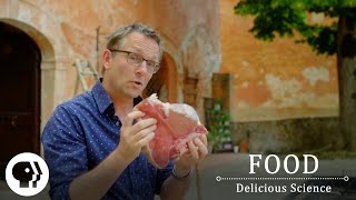 FOOD  DELICIOUS SCIENCE  The Maillard Reaction The Science Of The Sizzle  Clip  PBS Food [upl. by Edithe]