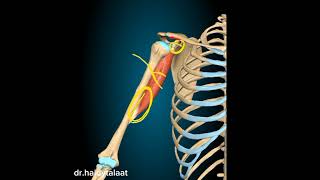 anatomy of upper limb  coracobrachialis ms [upl. by Heywood]