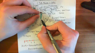 The Sinoatrial Node Part 2 [upl. by Marissa]